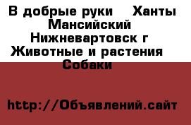 В добрые руки  - Ханты-Мансийский, Нижневартовск г. Животные и растения » Собаки   